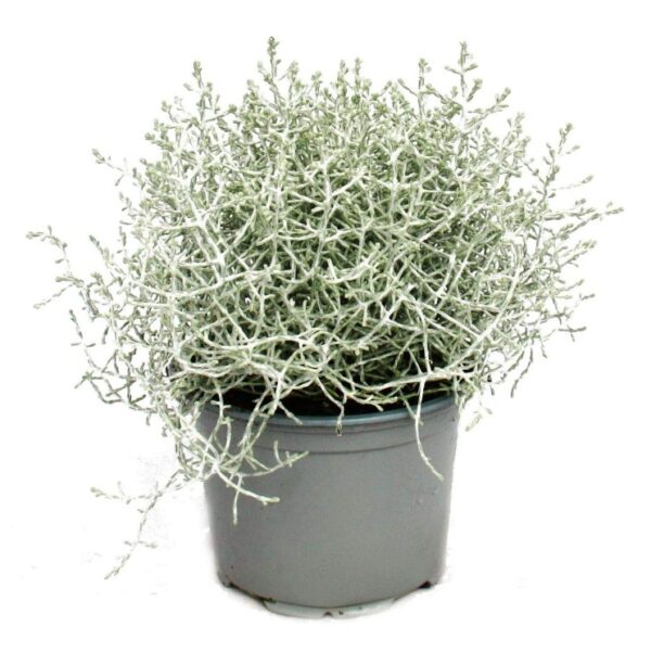 comprar plantas de Calocephalus online