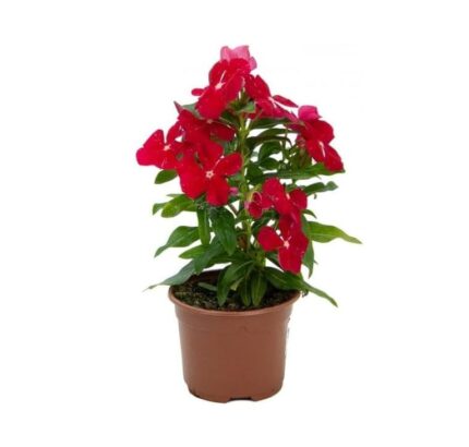 comprar plantas de Catharanthus online