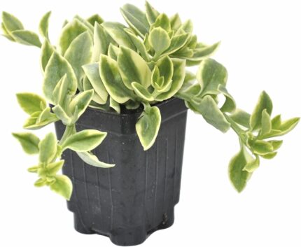 comprar plantas de Dorotheanthus online