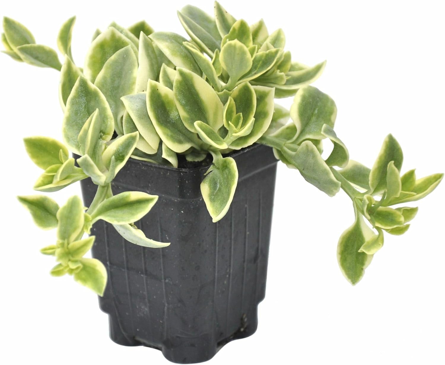 comprar plantas de Dorotheanthus online