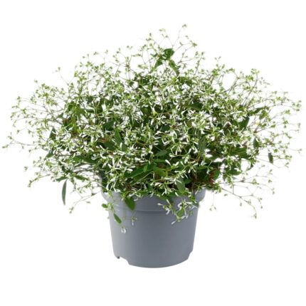 comprar plantas de euphorbia hypericifolia online