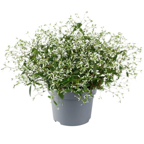 comprar plantas de euphorbia hypericifolia online