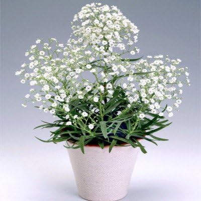 comprar plantas de Gypsophila online