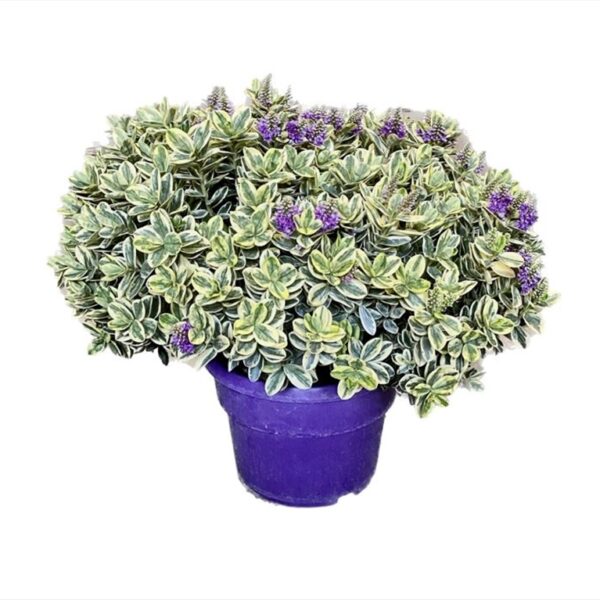 comprar plantas de Hebe Andersonii Variegado online