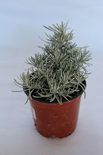 comprar plantas de Helicrysum online