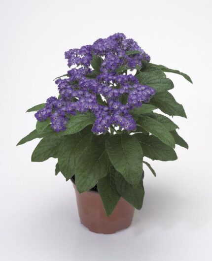 comprar plantas de Heliotropium online