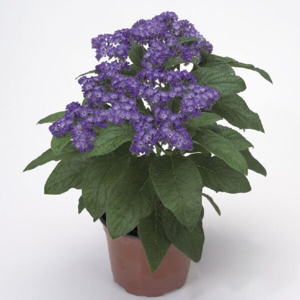 comprar plantas de Heliotropium online