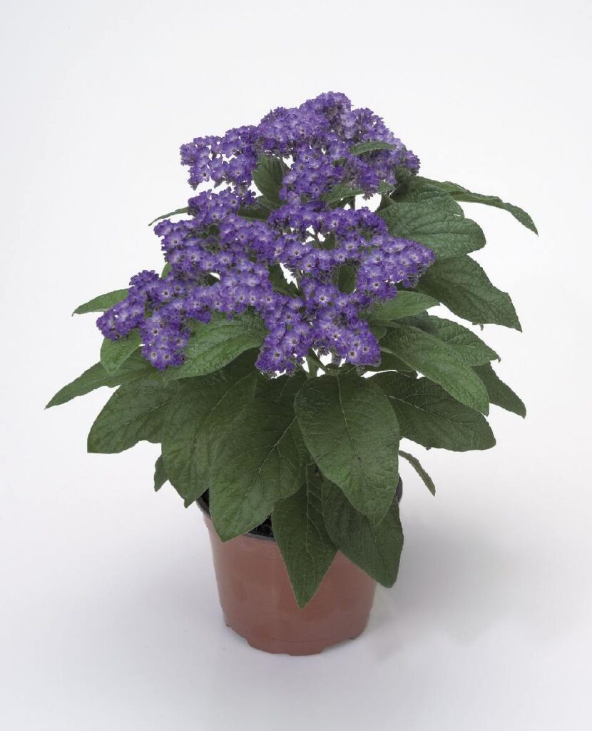 Heliotropium Arborescens