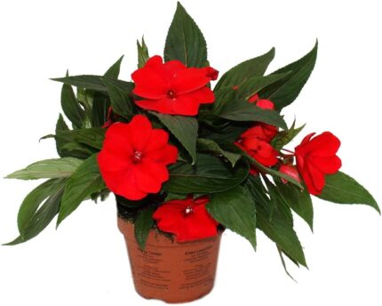 comprar plantas de Impatiens online