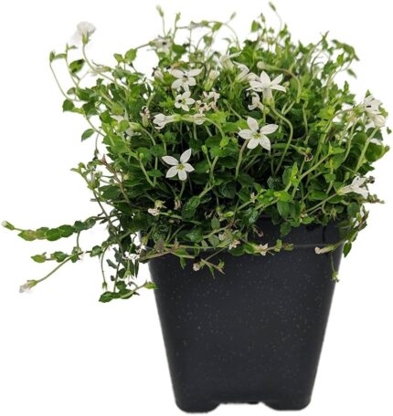 comprar plantas de Isotoma online