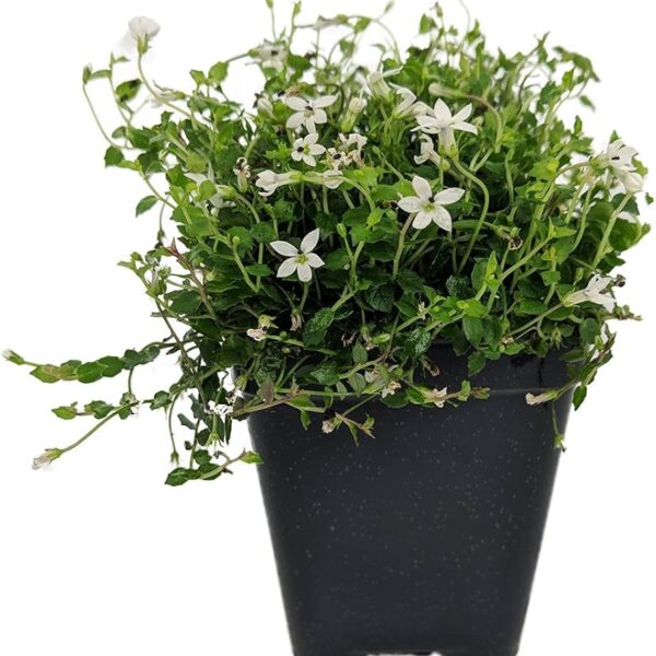 comprar plantas de Isotoma online