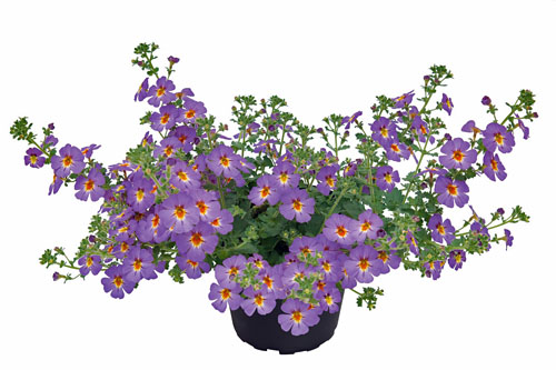 comprar plantas de Jamesbrttenia online