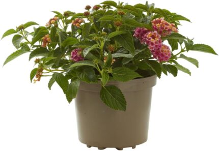 comprar plantas de Lantana online
