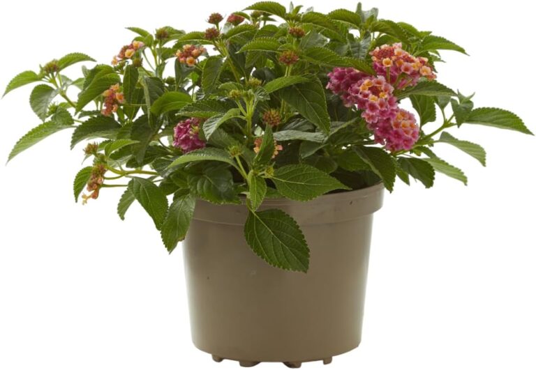 Cómo cuidar Lantana Camara en verano en España