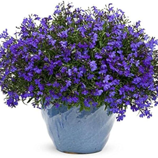 comprar plantas de Lobelia online