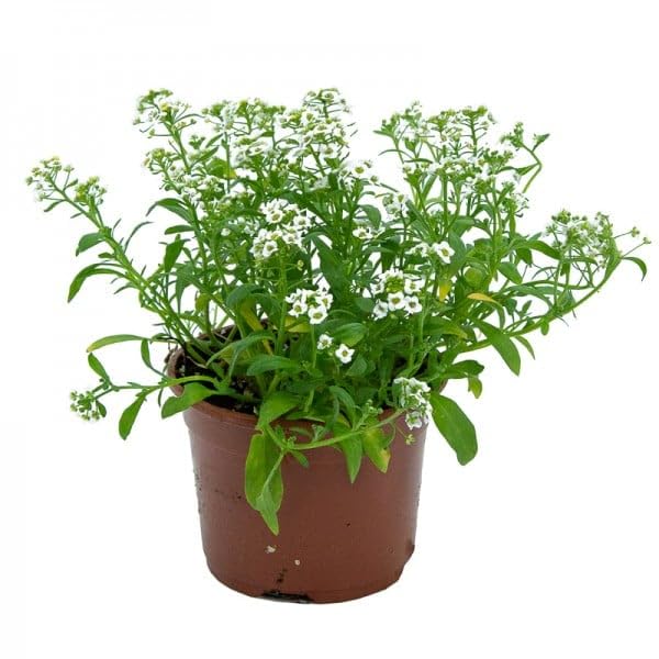 comprar plantas de Lobularia online