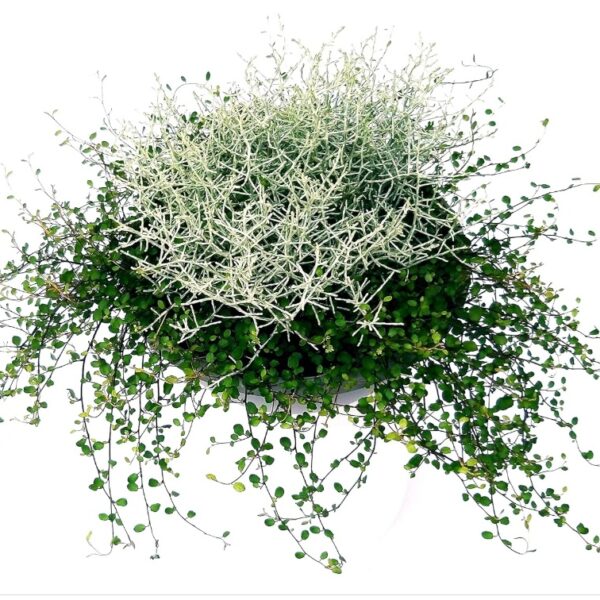 comprar plantas de Muehlenbeckia online