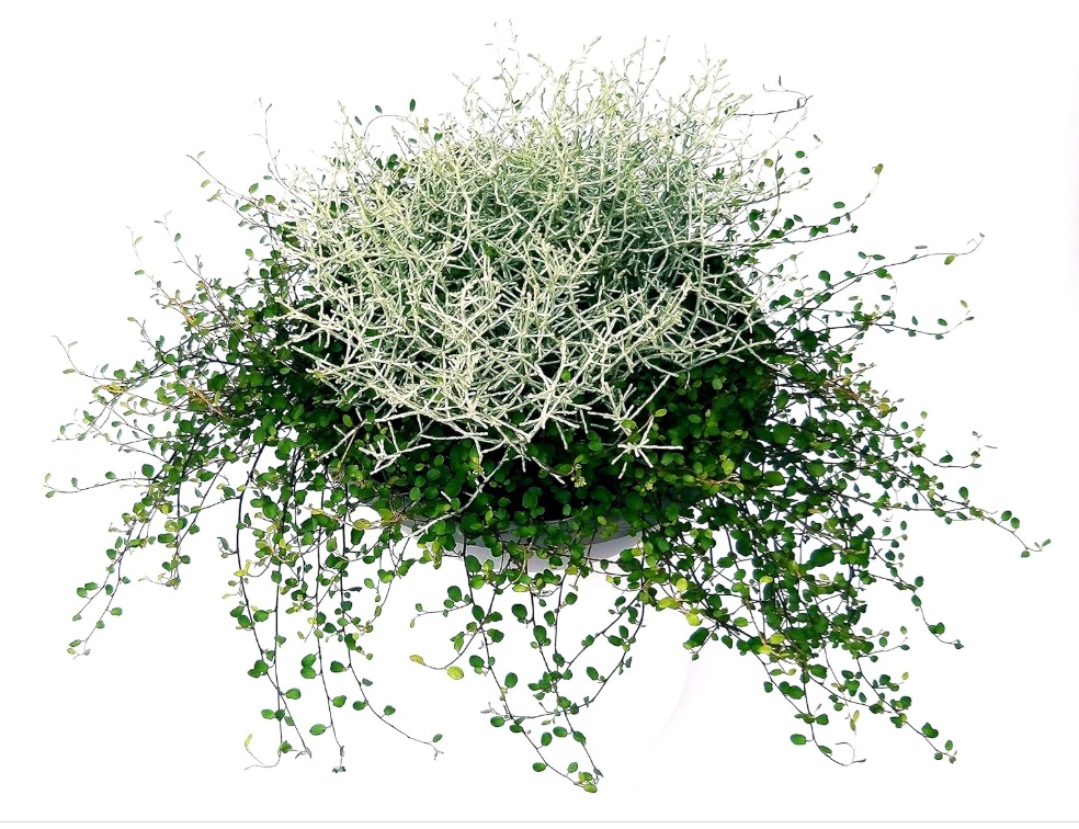 comprar plantas de Muehlenbeckia online