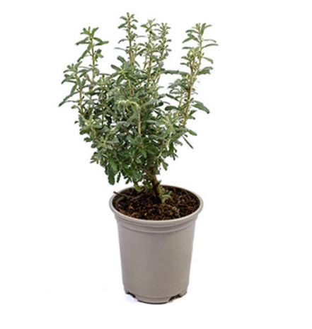 comprar plantas de Olearia online