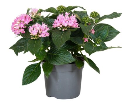 comprar plantas de Pentas online