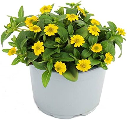 comprar plantas de Sanvitalia online