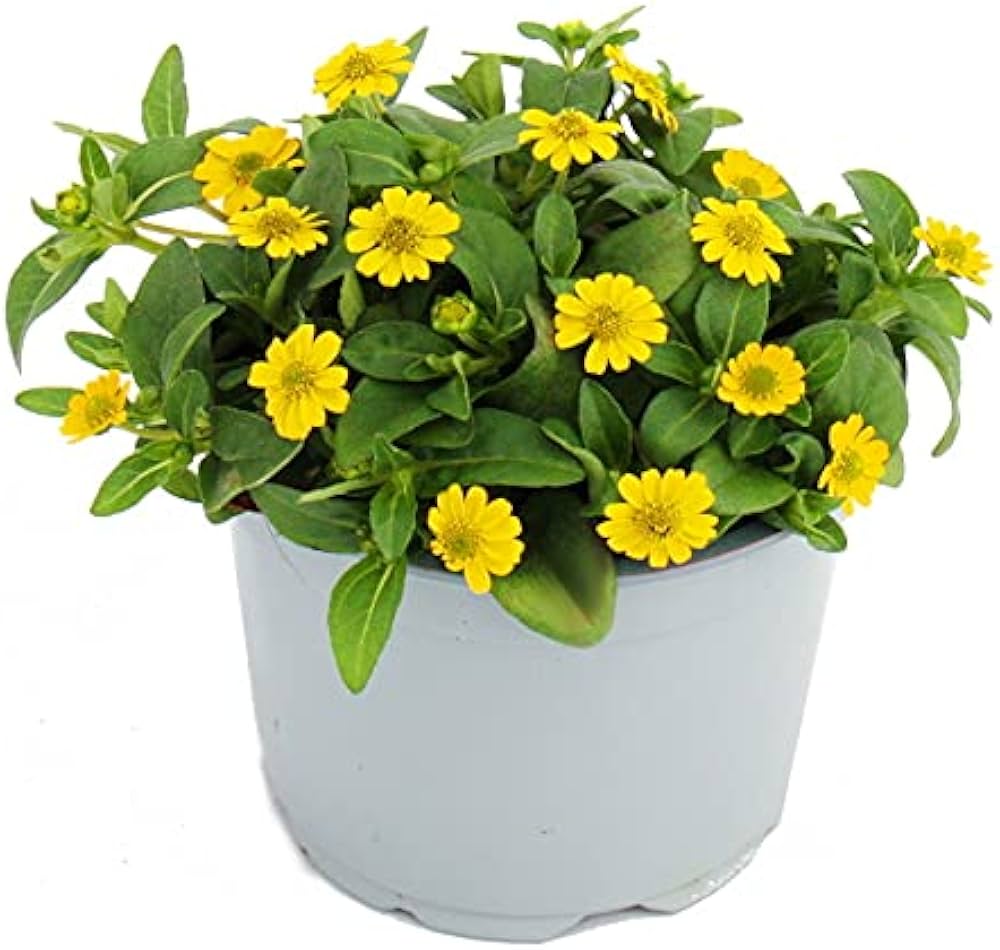 comprar plantas de Sanvitalia online