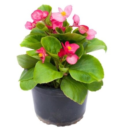 comprar plantas de begonia online