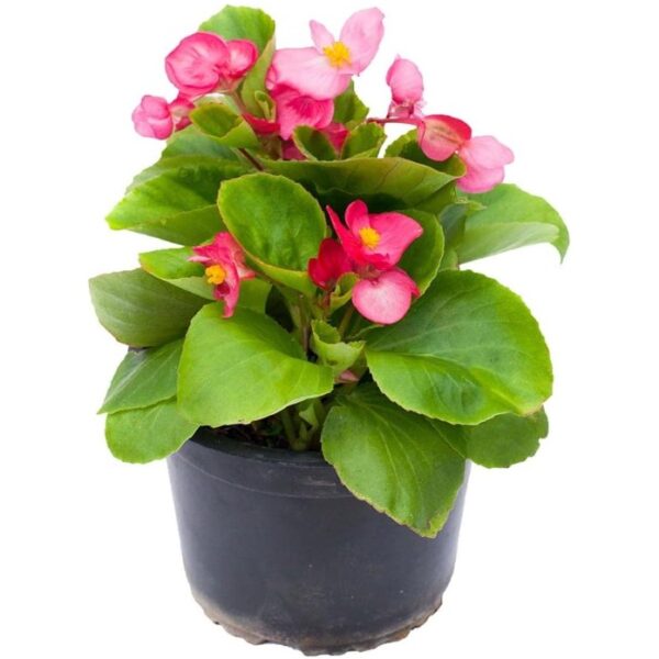 comprar plantas de begonia online
