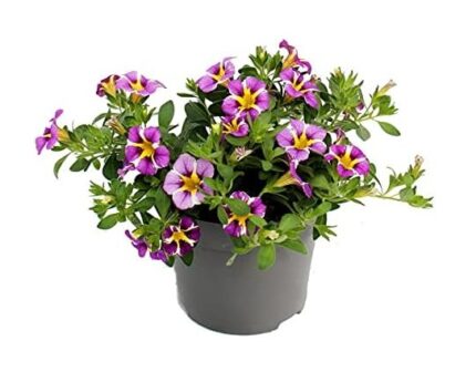 comprar plantas de calibrachoa online