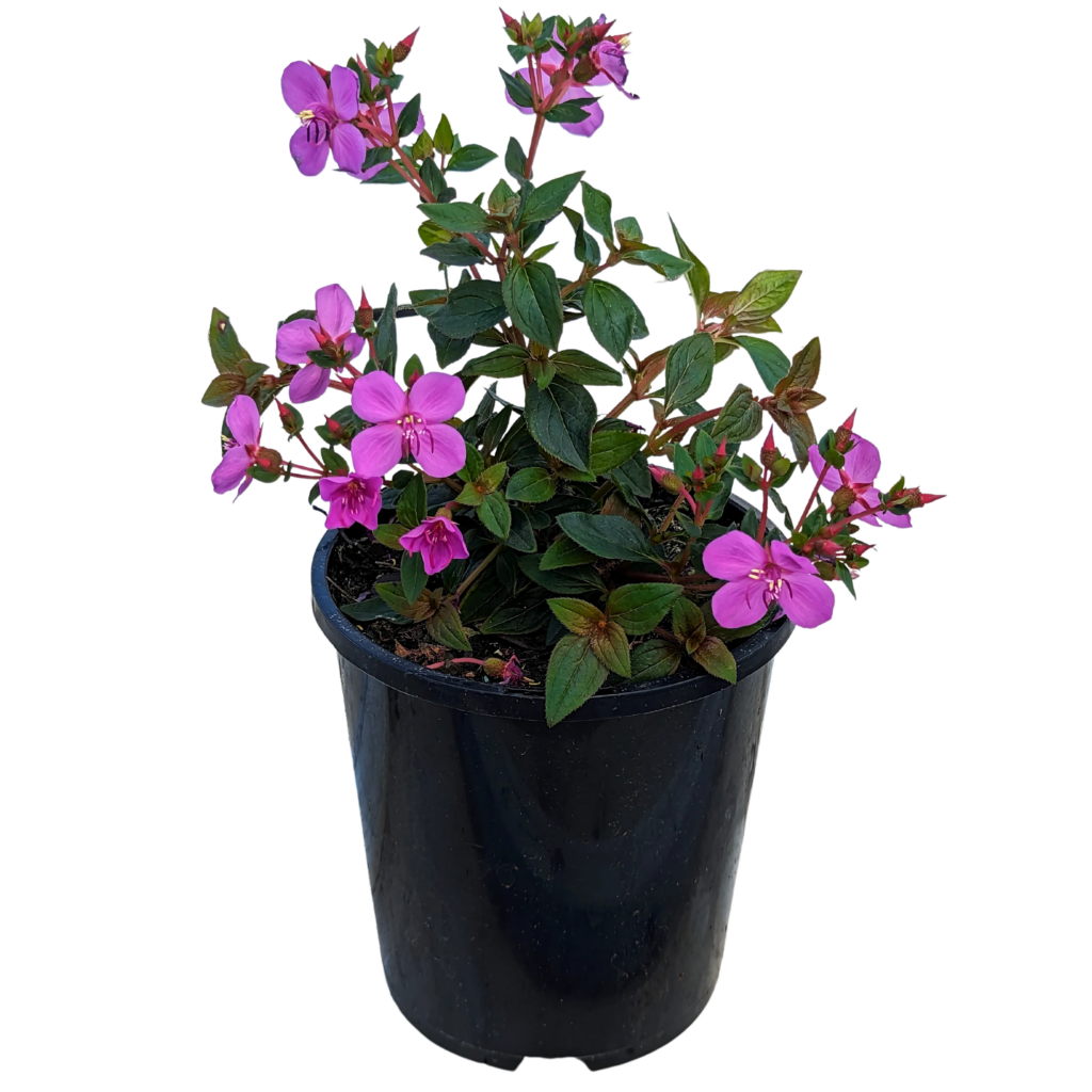 Centradenia Floribunda