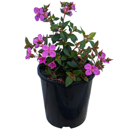 comprar plantas de centradenia online