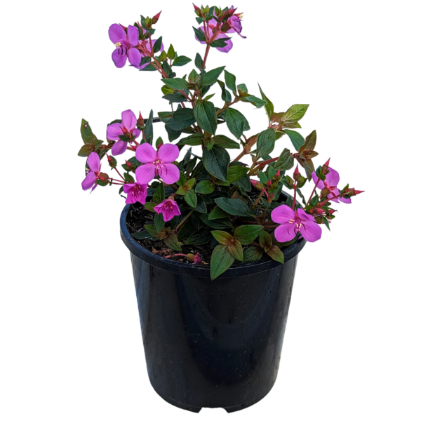 comprar plantas de centradenia online