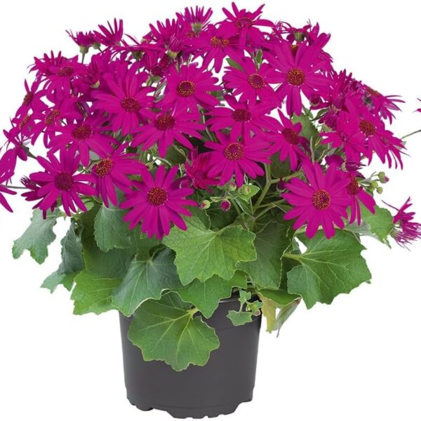 comprar plantas de cineraria online