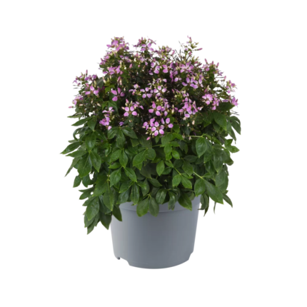 comprar plantas de cleome online