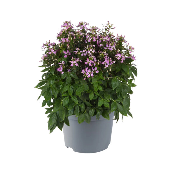 comprar plantas de cleome online