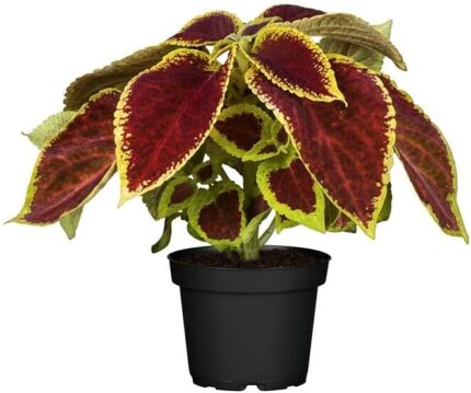 comprar plantas de coleos online