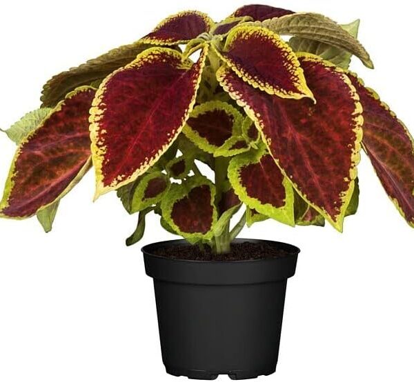 comprar plantas de coleos online