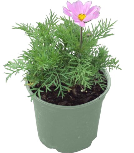 comprar plantas de cosmos online
