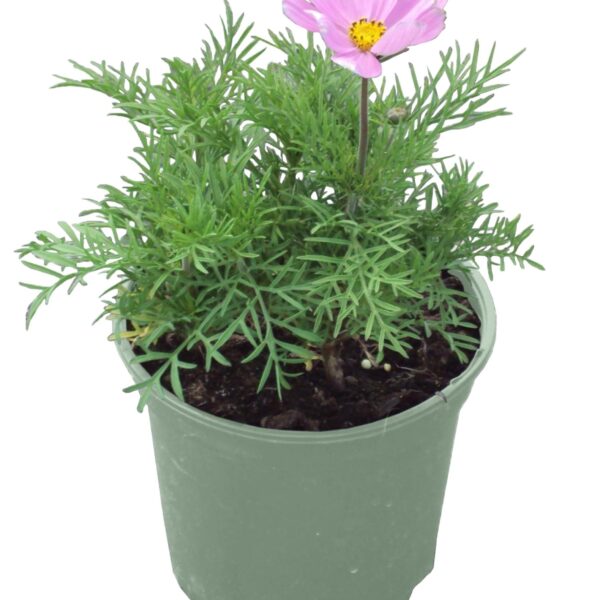 comprar plantas de cosmos online