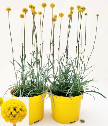 comprar plantas de craspedia online
