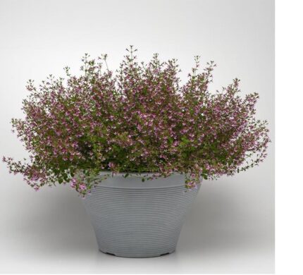 comprar plantas de cuphea online