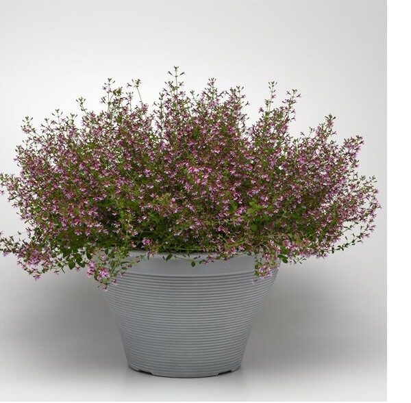 comprar plantas de cuphea online