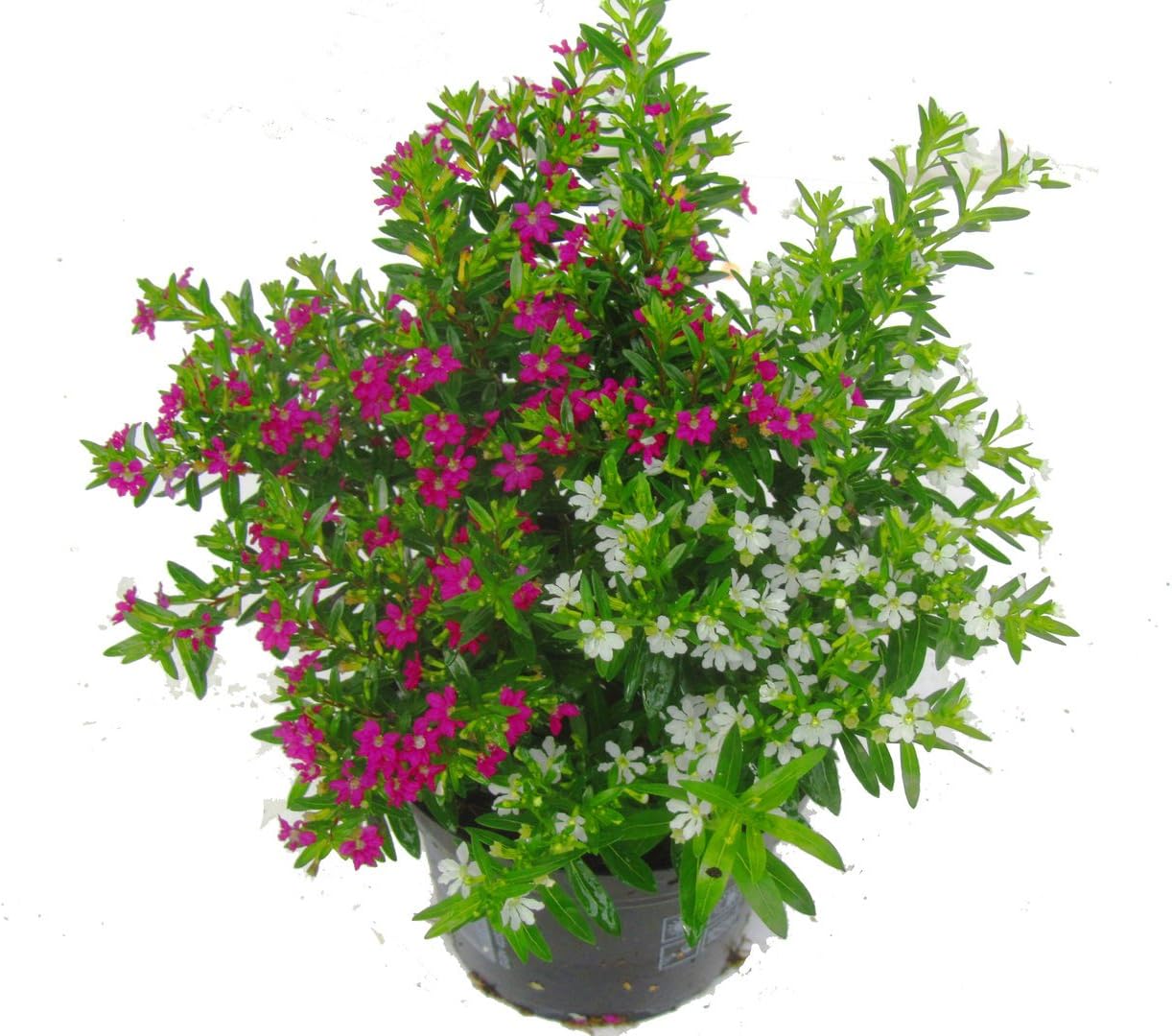 comprar plantas de cuphea online