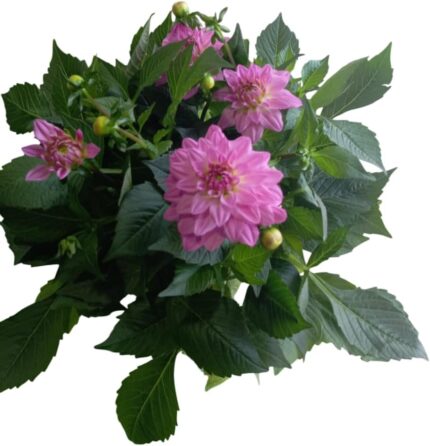 comprar plantas de dahlia online