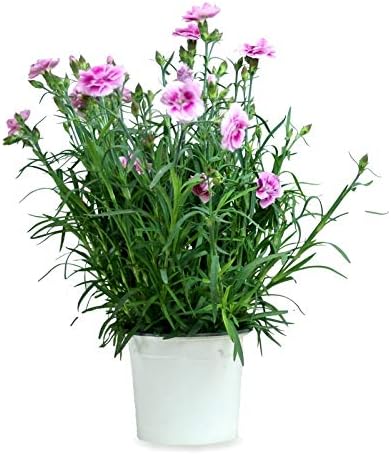 comprar plantas de dianthus online