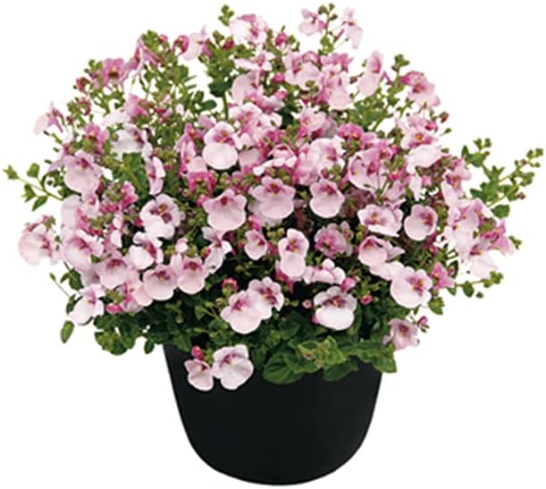 comprar plantas de diascia online