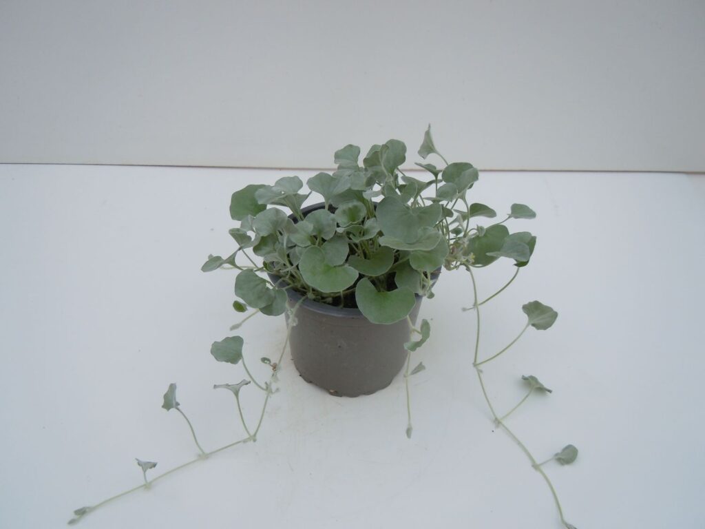 Dichondra Argentea