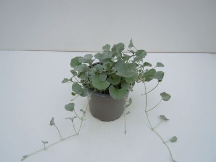 comprar plantas de dichondra online