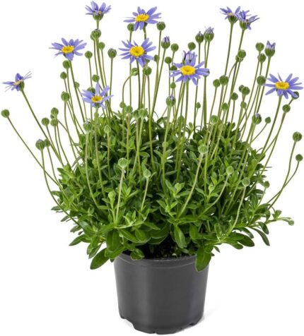 comprar plantas de felicia online