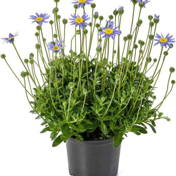 comprar plantas de felicia online